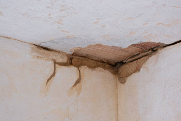 Best Mold removal after water damage  in Evans, CO
